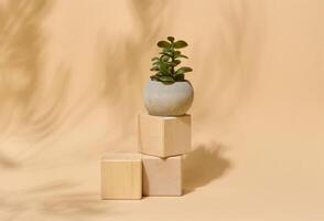 Small succulent plant in a grey pot on wooden blocks. Elegant minimalist composition with abstract leaf shadow on a beige background photo