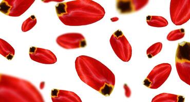 Red tulip petals falling on isolated background photo