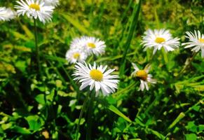 Closeup of delicate white daisies blooming in a vibrant green field, bathed in sunlight. A perfect image for spring themes, nature concepts, or representing purity and freshness. photo