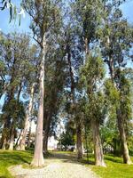 Serene path through a sundappled eucalyptus grove. Tall, slender trees create a natural cathedral of light and shadow, perfect for tranquility, nature, and peaceful escape themes. photo