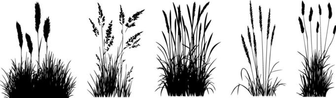 A set of silhouettes of grasses and plants vector