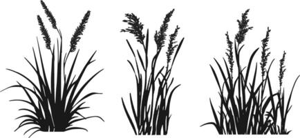 Three different types of grasses are shown in black and white vector