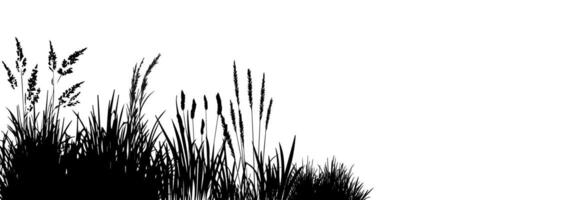 A black and white drawing of grass and reeds vector