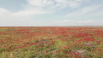 Aerial backwards Flight over field of red poppies midday in sunny spring day. Beautiful flowers and spring nature composition. poppy field aerial view, drone footage of a field of red blooming poppies video