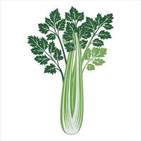 celery shoots that are green. Isolated graphic drawing on a white backdrop. vector
