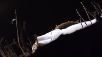 Pulp of coconut in a piece half broken in black background with intimate light video