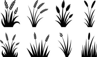 Set of eight black silhouettes of different types of grass and reeds on white background vector