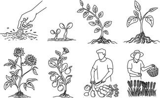 Line art illustrations of agricultural processes showing seedling development and crop harvesting vector