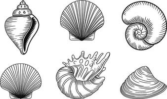 Hand drawn collection of various sea shell illustrations in black and white on isolated white background vector