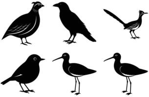 A collection of black silhouette illustrations of different bird species, including a quail, crow, roadrunner, robin, sandpiper. vector