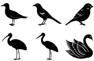 This image features stylized, black silhouette illustrations of different bird species, including a gull, a magpie, a sparrow, an ibis, a heron, and a swan. vector