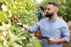Control of fruit cultivation, check crop and management of eco farm with digital device. Bearded young guy farmer with tablet on plantation with green trees checks organic red apples in garden photo