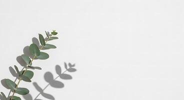 Eucalyptus Branch with Shadow on White Background for Simple Design photo