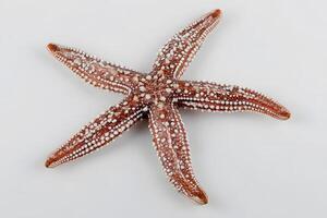 Starfish on a clean white background, showcasing its unique texture and color. photo