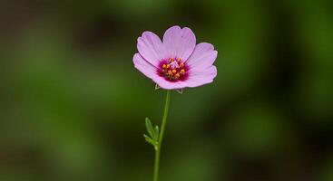 Ultra-Photorealistic Capture of a Flower Delicate Blooming Moment photo