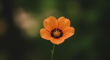 Bloom in Focus with Texture, Clarity, and Bright Natural Light photo