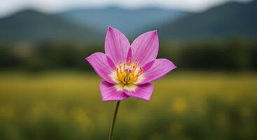Blooming Garden Flower Captured in Ultra High Definition Close-Up photo