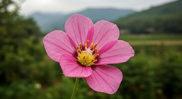 High-Definition Macro Image of a Blooming Garden Flower photo