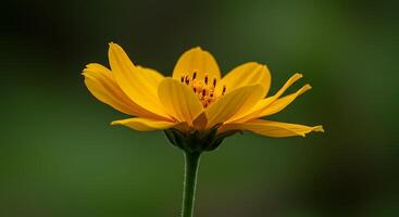 Delicate Flower Bloom Photographed with Intense Realism and Texture photo