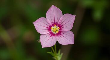 Wildflower in Sharp Focus with Petals Full of Color photo