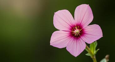 Petals in Focus with Bright Color and Nature Depth photo