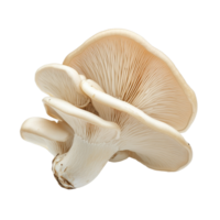 Oyster mushroom isolated against a clean transparent background highlighting its unique texture and shape in detailed clarity, oyster mushroom isolated on transparent background png