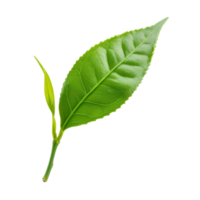 Fresh green tea leaf isolated on a pure transparent background showcasing its vibrant color and natural texture, green tea leaf isolated on transparent background png