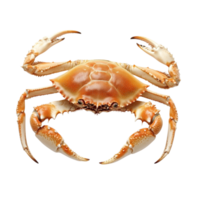 A vibrant crab isolated on a transparent background showcasing its detailed features and natural colors, a red crab top view isolated on transparent background png