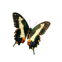 A colorful butterfly on a transparent surface in natural light, highlighting its beautiful patterns, 3D Butterfly on transparent background png
