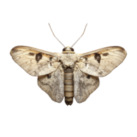Top view of a moth displaying detailed patterns against a transparent background in a natural setting, moth, top view, isolated transparent background png