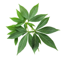 Fresh cassava leaves arranged on a transparent background showcasing their vibrant green color and unique shape, perfect for cooking, Cassava leaves vegetable food ingridient transparent background png