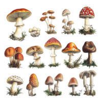 A diverse collection of vintage illustrations showcasing various types of retro mushrooms in vibrant colors, Various types of retro vintage mushroom big transparent background png
