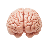 A detailed view of a human brain against a clean transparent background illustrating its complex structure and anatomy, Human Brain on transparent background png
