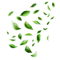 Flying green leaves gracefully drifting against a pure transparent background, creating a natural and serene atmosphere, flying green leaves isolated on transparent background png