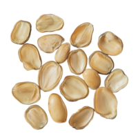 Broad Windsor fava bean seeds scattered on a clean transparent background for gardening and culinary use, Broad windsor fava bean seeds on transparent background png