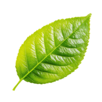 Lime leaf isolated on a transparent background showcasing its vibrant green color and intricate vein patterns in detail, lime leaf isolated on transparent background png