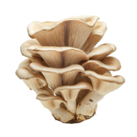 Fresh oyster mushroom isolated on a clean transparent background, showcasing its unique structure and creamy tones, oyster mushroom isolated on transparent background png