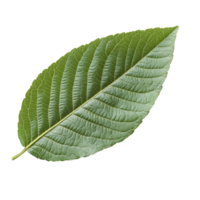 Isolated guava leaf on transparent background showcasing its unique texture and vibrant green color in natural light, guava leaf isolated on transparent background png