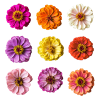 Colorful zinnia flowers displayed in various colors and angles on a clean transparent background, various zinnia single flower top view and with isolated on transparent background png