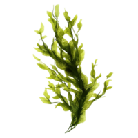 Algae isolated on transparent background showcasing vibrant green hues and unique leaf structures, Algae isolated on transparent background. Algae transparent background png