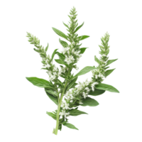 Fresh transparent mugwort on a clean transparent background showcasing its vibrant green leaves and delicate transparent flowers, transparent mugwort on transparent background png