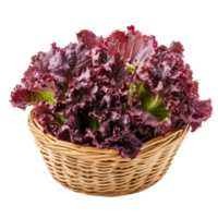 Fresh red lettuce in a woven basket isolated against a transparent background ready for culinary use, Fresh red lettuce in the basket isolated on transparent background png