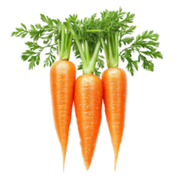 Fresh and vibrant carrots with green tops isolated on a transparent background for culinary uses or healthy eating, carrots isolated on transparent background png