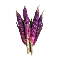 Vibrant purple corn displayed against a clean transparent background showcasing its rich color and unique characteristics, purple corn isolated on transparent background png