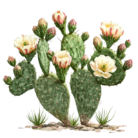Prickly pear cactus bush blooming with vibrant flowers in a natural desert landscape during springtime, Prickly pear blooming cactus bush, file of isolated object on transparent background png
