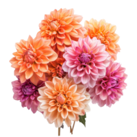 A vibrant bouquet of dahlia flowers in shades of pink and orange isolated on a transparent backdrop, Bouquet of dahlia flowers, isolated on transparent background png
