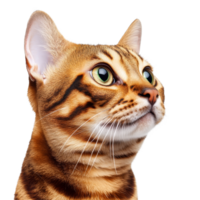 Closeup of a Bengal cat with striking features against a pure transparent background showcasing its unique markings and expressive gaze, Close up bengal cat isolated on transparent background png