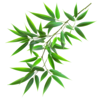 Bamboo leaves arranged on a transparent background creating a natural, fresh aesthetic, bamboo leaves isolated on transparent background png