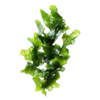 Fresh green algae on transparent background, highlighting its vibrant color and texture, perfect for culinary uses, Fresh green algae isolated on transparent background. Algae transparent background png