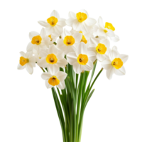 A vibrant bouquet of daffodil flowers on a bright transparent background creating a cheerful display, Bouquet of dafodil flowers, isolated on transparent background png